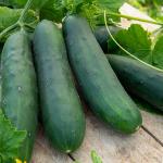 Potagères - Concombre Marketer - face recto